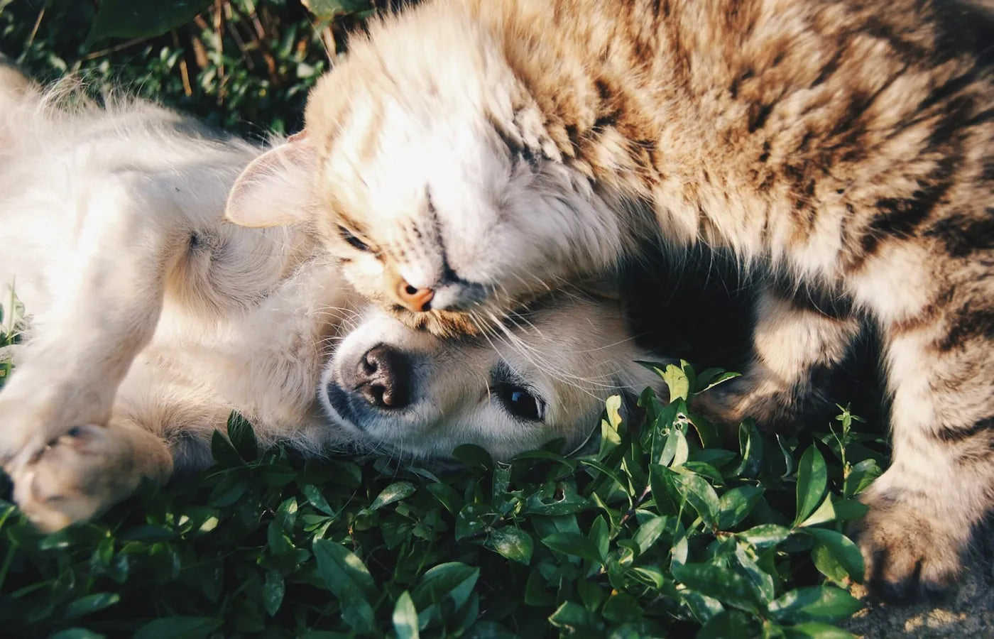 Un perro y un gato tumbados juntos sobre la hierba