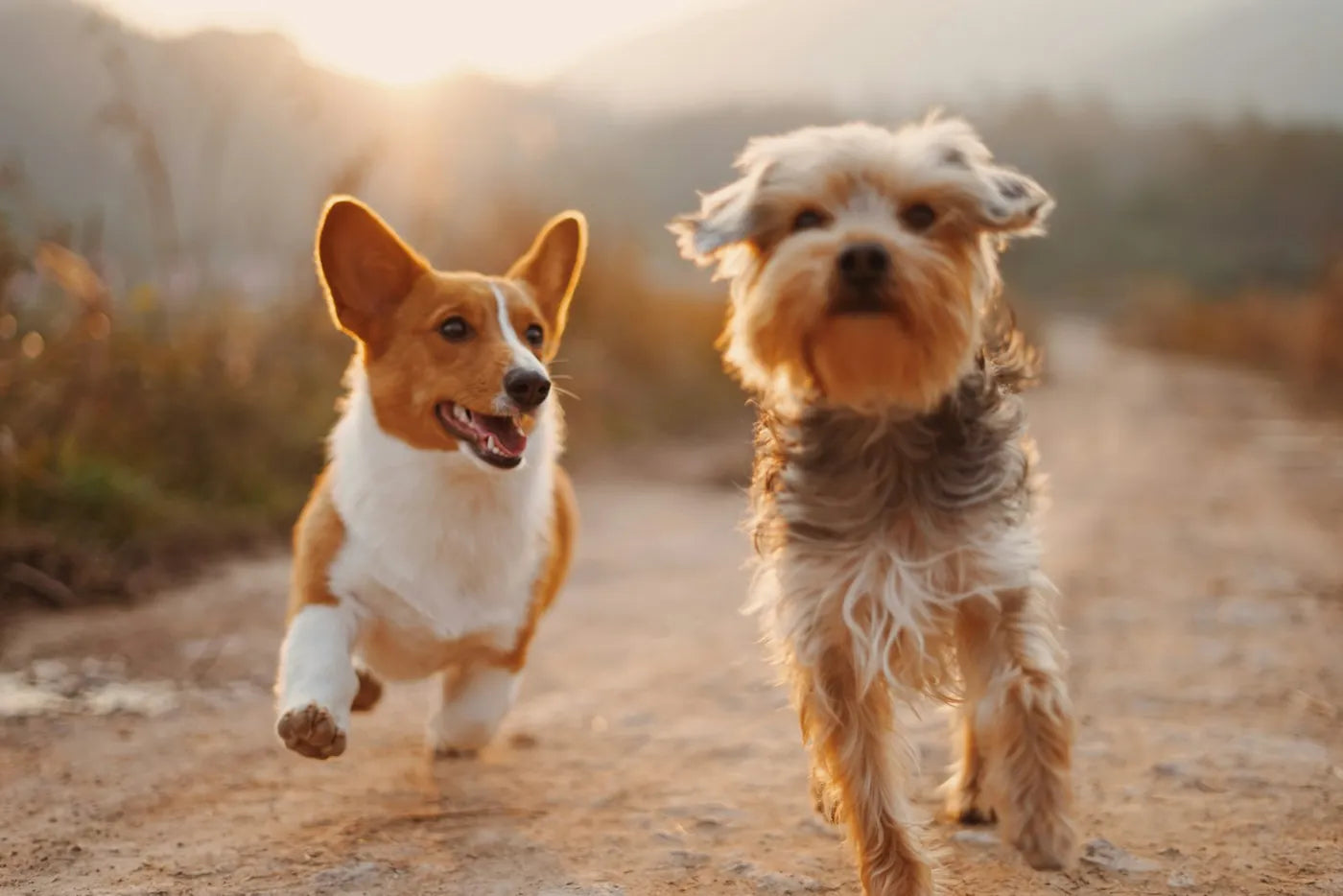 Dos perros caminando juntos por un sendero al atardecer
